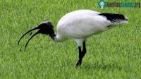 Ảnh Ong bắp cày tử chiến với nhện, cò rình rập ăn thịt cả hai