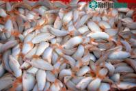 Ảnh Điều thú vị ít người biết về “đặc sản” cá heo nước ngọt