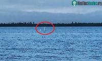 Ảnh Sinh vật cổ dài giống như quái vật hồ Loch Ness ở Nga