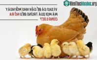 Ảnh Vì sao trứng gà đẻ ngày khác nhau mà mọi quả trứng đều nở ra cùng lúc?