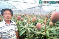 Ảnh Cây xoài vỡ kế hoạch ra 800 quả tại Nhật