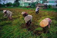 Ảnh Ảnh chân thực về miền Tây Nam Bộ 10 năm trước (Phần 2)