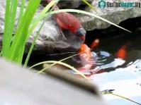Ảnh Video: Chim sẻ mớm thức ăn cho cả đàn cá vàng