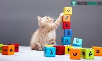Ảnh Bất ngờ khả năng đếm và làm toán của các loài động vật