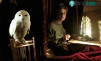 Ảnh Harry Potter đã khiến cho loài cú ở châu Á gặp nguy hiểm
