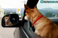 Ảnh Khi soi gương động vật có nhận ra chính mình không?