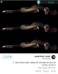Ảnh Tìm hiểu về loài rắn trong bản hit của Taylor Swift
