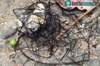 Ảnh Tưởng dây thép gai, hóa ra là sinh vật kinh dị khiến nhiều người dựng tóc gáy