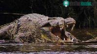 Ảnh Cận cảnh quái thú ở Gustave tàn sát 300 người vùng sông Nile