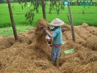Ảnh Công nghệ xử lý rơm rạ thành phân bón sinh học