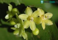 Ảnh Cận cảnh về vẻ đẹp của loài hoa mọc từ lá