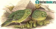 Ảnh Cảnh báo thịt heo bị tiêm thuốc an thần sẽ gây hại cho người ăn