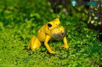 Ảnh Giải đáp những bí ẩn đằng sau con ếch độc bậc nhất thế giới