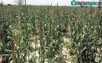 Ảnh Hạt fonio kì diệu: Xu hướng thực phẩm mới cho tương lai