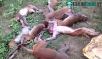 Ảnh Bầy khỉ lên cơn đau tim và chết tập thể nghi hổ dọa