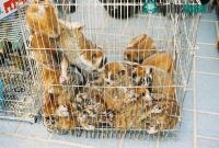 Ảnh Nuôi "cu li" - Thú chơi mới đang lan rộng tại châu Á