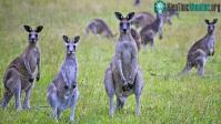Ảnh Ăn thịt Kangaroo nhằm bảo vệ hệ sinh thái tại Australia