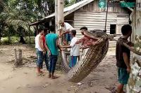Ảnh Lý giải hiện tượng trăn khổng lồ liên tiếp tấn công người ở Indonesia