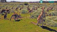 Ảnh Nỗ lực ngăn cản cuar chương trình diệt trừ kangaroo ở Australia