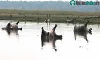 Ảnh Hơn 100 con hà mã chết trên sông nghi do bệnh than ở Namibia