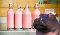 Ảnh Sữa của hà mã có màu hồng và đây là một lý do