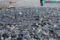 Ảnh Xác sứa buồm chết hàng loạt phủ kín bờ biển đảm Nam - New Zealand