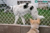 Ảnh Chó sói có thể được thuần hóa và trở nên thân thiện như chó nhà