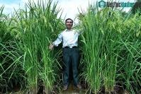 Ảnh Giống lúa cao hơn đầu người cho năng suất "khủng" tại Trung Quốc