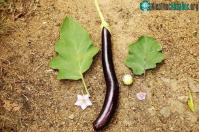 Ảnh Công cuộc tạo ra "siêu cây" có thể hỗ trợ cuộc sống con người
