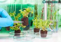 Ảnh Mỹ dùng cây xanh để… phát hiện ra gián điệp