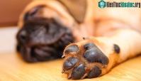 Ảnh Lý do vì sao chân chó lại thường có mùi như... bỏng ngô?