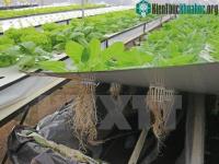 Ảnh Nông dân Đà Lạt thành công với mô hình trồng rau trong không khí