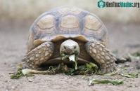 Ảnh Độc đáo loài rùa sinh tồn qua mùa đông bằng cách... thở bằng mông