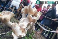 Ảnh "Nấm vua" cao gần một mét tại Trung Quốc