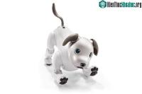 Ảnh Robot thú cưng dành cho người yêu động vật