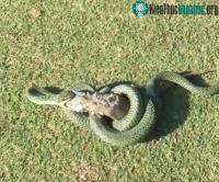 Ảnh Rắn độc nuốt chửng cự đà dài nửa mét trên sân golf Thái Lan