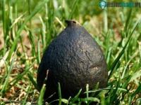 Ảnh Đào ổ kiến để tìm ra giống nấm quý hiếm, giá 68 triệu/kg