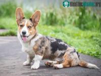 Ảnh Những quy tắc cần phải nhớ trước khi muốn phối giống cho chó mèo