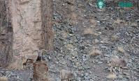 Ảnh Sát thủ tàng hình vồ cừu hoang ở trên dãy Himalaya