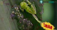 Ảnh Video: "Ếch ninja" tung cước đá bay ong bắp cày để bảo vệ tổ trứng của mình 