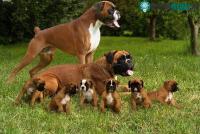 Ảnh Kỳ thú loài chó thích sử dụng tới 2 chân trước như võ sĩ
