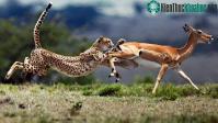 Ảnh Bí quyết chạy thoát khỏi loài săn mồi nhanh nhất hành tinh