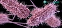 Ảnh Tìm hiểu về vi khuẩn Salmonella