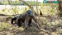 Ảnh Thằn lằn "quái vật" khổng lồ có thể nuốt chửng khỉ trong tích tắc