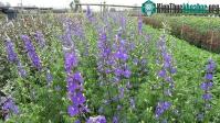 Ảnh Kỹ thuật trồng hoa violet nở vào đúng dịp Tết chỉ vài bước đơn giản