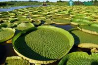 Ảnh Chiêm ngưỡng hoa súng khổng lồ tưởng như đã tuyệt chủng xuất hiện ở Paraguay