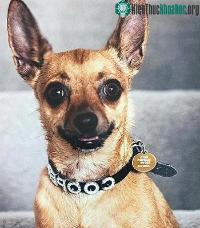 Ảnh Con chó nhỏ chihuahua tử chiến với rắn nâu kịch độc để cứu chủ