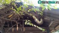 Ảnh Trăn khổng lồ vặn mình, gà chọi ngay từ trong bụng "chui" ra