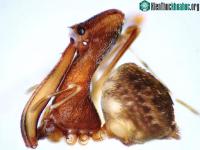 Ảnh Loài nhện giống bồ nông chuyên gia ăn thịt đồng loại