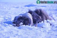 Ảnh “Sóng thần băng” chôn vùi 52 con bò rừng Alaska